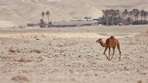 Camels Stock Footage 113383365