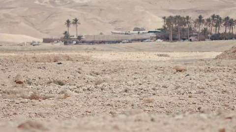 Camels Stock Footage 113383392