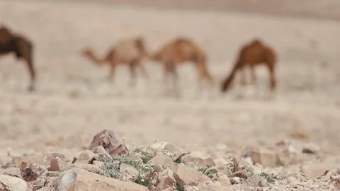 Camels Stock Footage 113383407