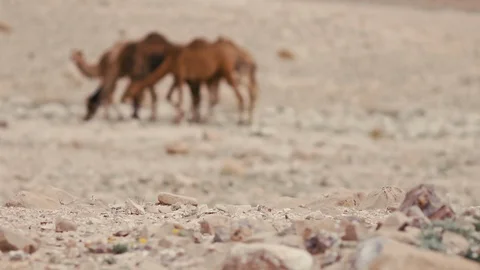 Camels Stock Footage 113383447