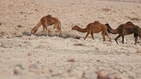 Camels 스톡 동영상 113383465