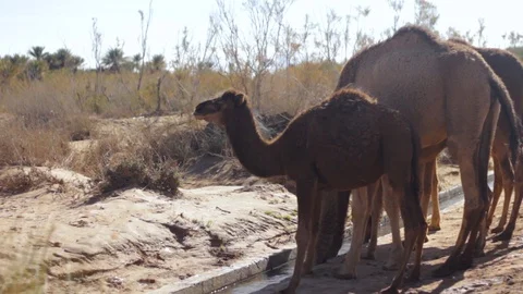 Camels Stock Footage 125237221