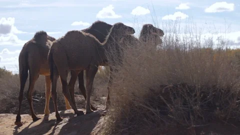 Camels  Stock Footage 125237258