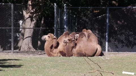Camels 스톡 동영상 146344805