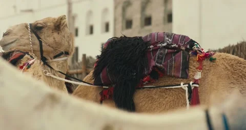 Camels 스톡 동영상 185680184