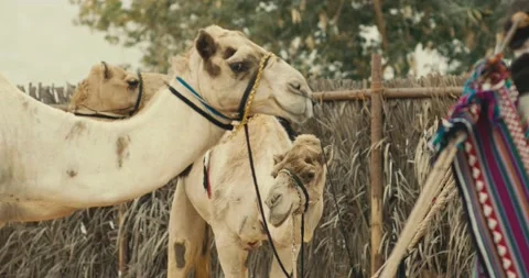 Camels 스톡 동영상 186465516