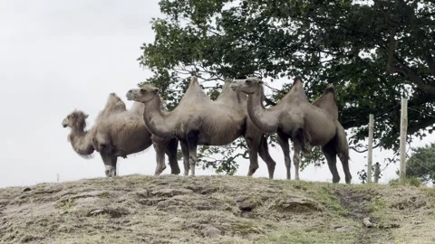 Camels Stock Footage 311956723