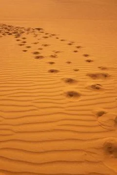 Camels footprints in Dubai desert Stock Photos