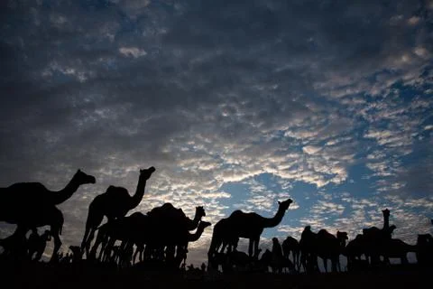 Camels in front of dramatic cloudy sky. Stock Photos