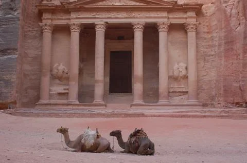 Camels in front of Petra Stock Photos