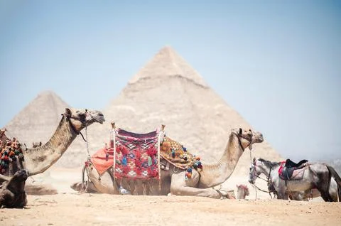 Camels in front of the pyramids of Egypt Stock Photos