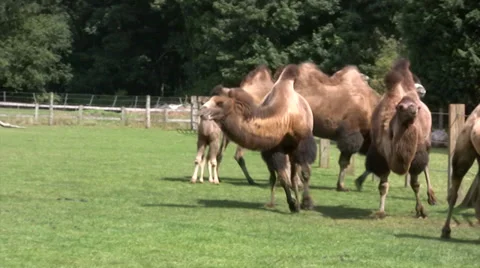 Camels galloping around in a field Stock Footage 28208179