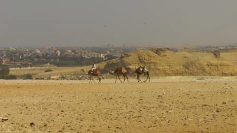Camels in Giza Video stock 244723787