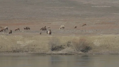 Camels go on the desert area Stock Footage 74613237