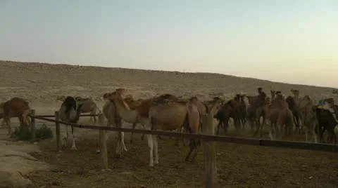 Camels go to Feeding Stock Footage 22038465