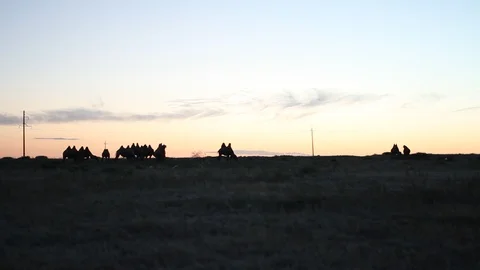 Camels in Gobi Video stock 88391497