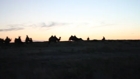Camels in Gobi Video stock 88392090