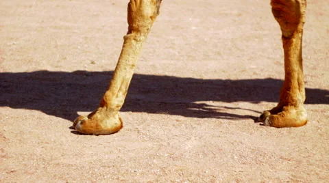 Camels going through the sand , Egypt, Sharm El Sheikh Stock Footage 58600839