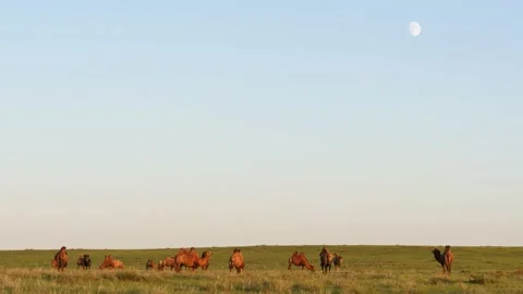 Camels graze in the steppe. The Mongolian landscape of the Gobi desert. Stock Footage 141237487