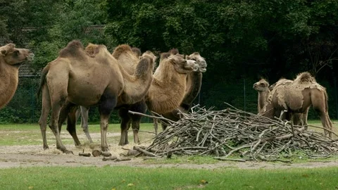 Camels grazing in a clearing on a cloudy day Stock Footage 163366130