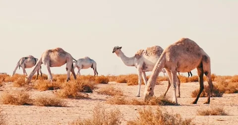 Camels grazing in the desert 스톡 동영상 212603519