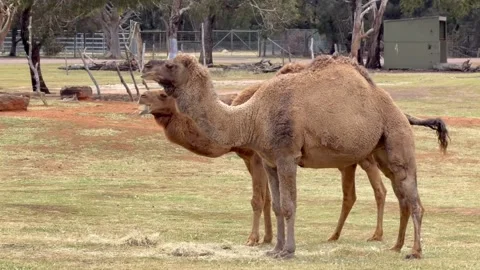 Camels grazing on green grass in an open field. Stock-Footage 340079989