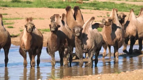 Camels group drinking water Video stock 270817150