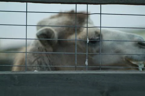 Camel's head behind bars close-up Stock Photos