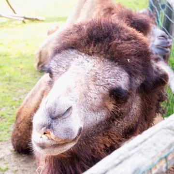 Camel's head in close up Foto stock