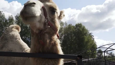 Camel's head close-up view from below Stock-Footage 160483069