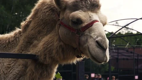 Camel's head close-up view from below Video stock 161179599