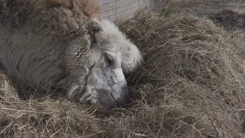 Camel's head eats hay on a ranch. In motion. Stock Footage 109423100