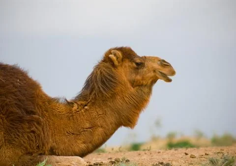 Camel's head Stock Photos