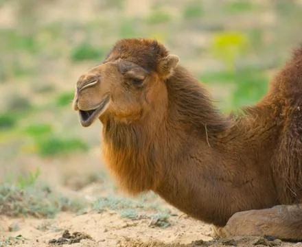 Camel's head Stock Photos