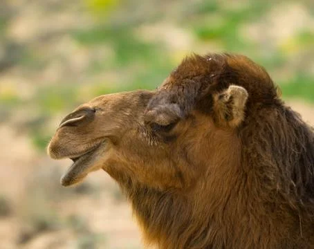 Camel's head Stock Photos