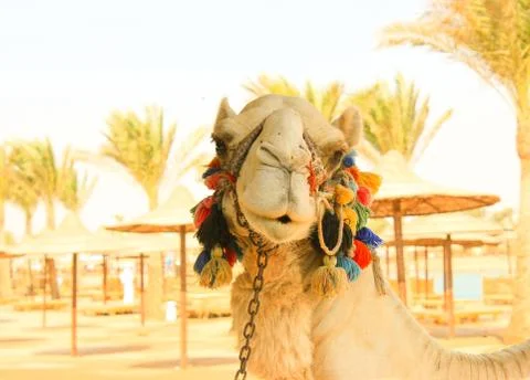Camel's Head. Stock Photos