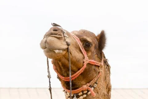 Camel's head Foto stock