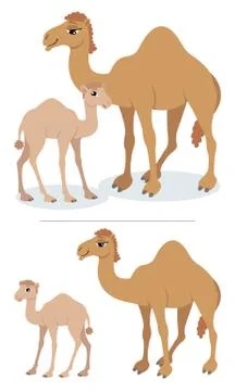 Camels Stock Illustration