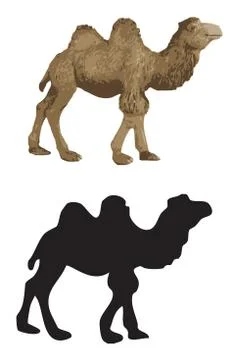 Camels Stock Illustration
