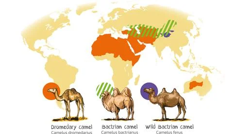 Camels Stock Illustration