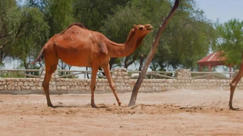 Camels interacting in desert enclosure, walking, social behavior Stock Footage 345700596
