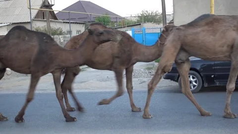 Camels in kazakhstan Stock Footage 178506507