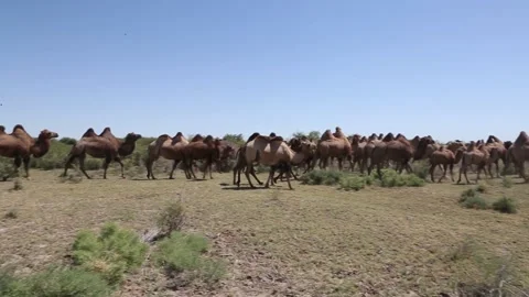 Camels in Kazakhstan Stock Footage 233964257