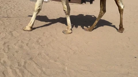 Camels legs on sandy beach, camel walks, offering rides to tourists as form of Stock-Footage 272616423