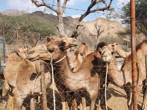 Camels looking at the camera Stock Photos