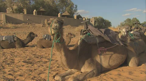 Camels lying down resting in the desert Stock Footage 38627115