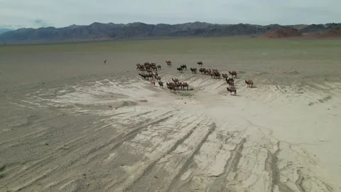 Camels in the Mongolian steppe. Stock Footage 218766563