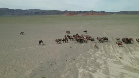 Camels in the Mongolian steppe. Stock Footage 218772134