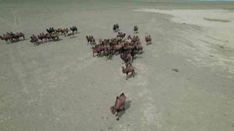 Camels in the Mongolian steppe. Stock Footage 218773477