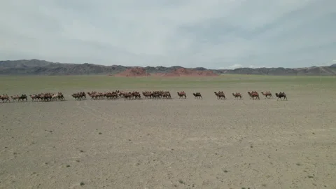 Camels in the Mongolian steppe. Stock Footage 218778001